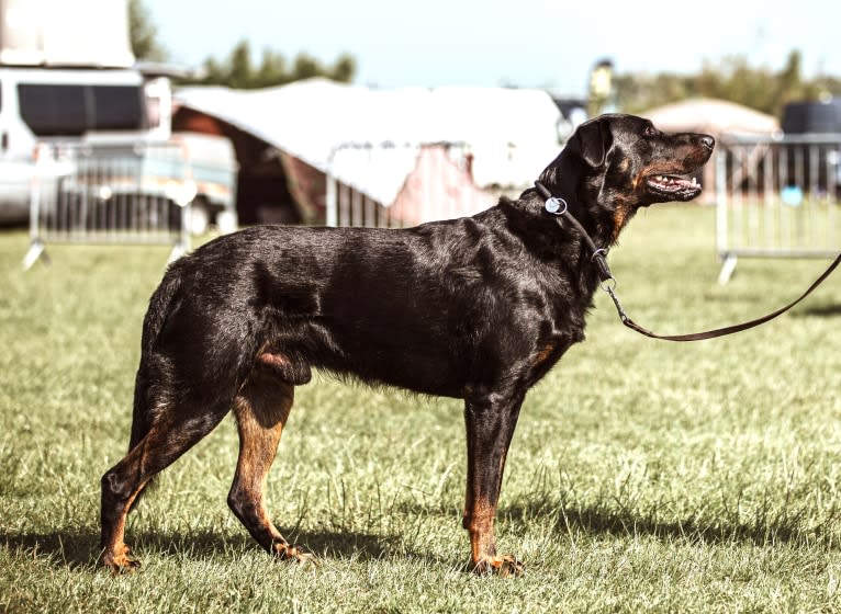 Youp, a Beauceron tested with EmbarkVet.com