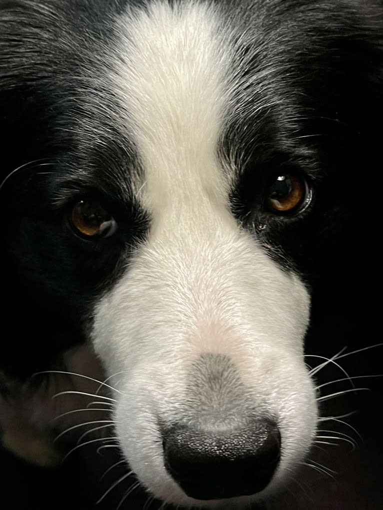 Angel, a Border Collie tested with EmbarkVet.com