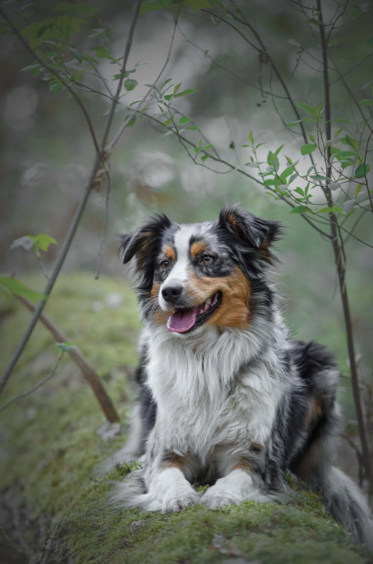 Sweet Heart Last Chance of Happiness, an Australian Shepherd tested with EmbarkVet.com