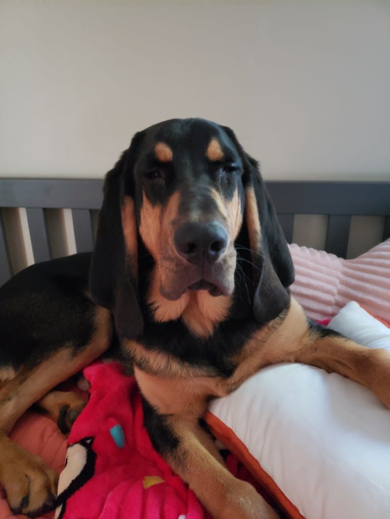 Oscar, a Bloodhound tested with EmbarkVet.com