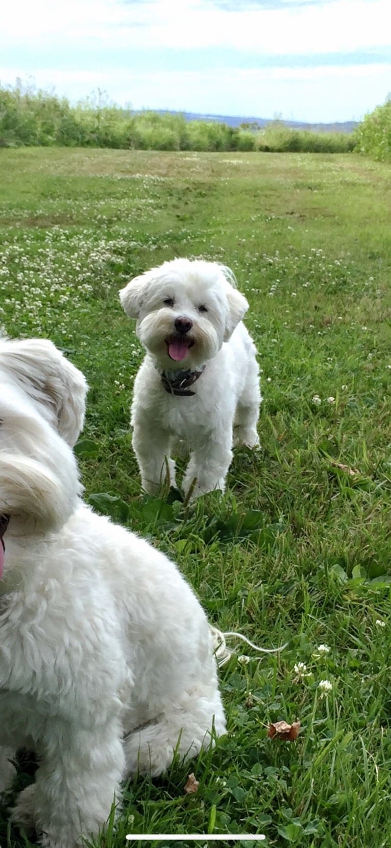 Gilly, a Havanese tested with EmbarkVet.com