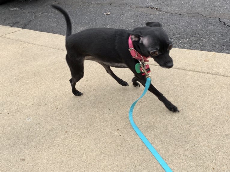 Elsa, a Chihuahua and Miniature Pinscher mix tested with EmbarkVet.com