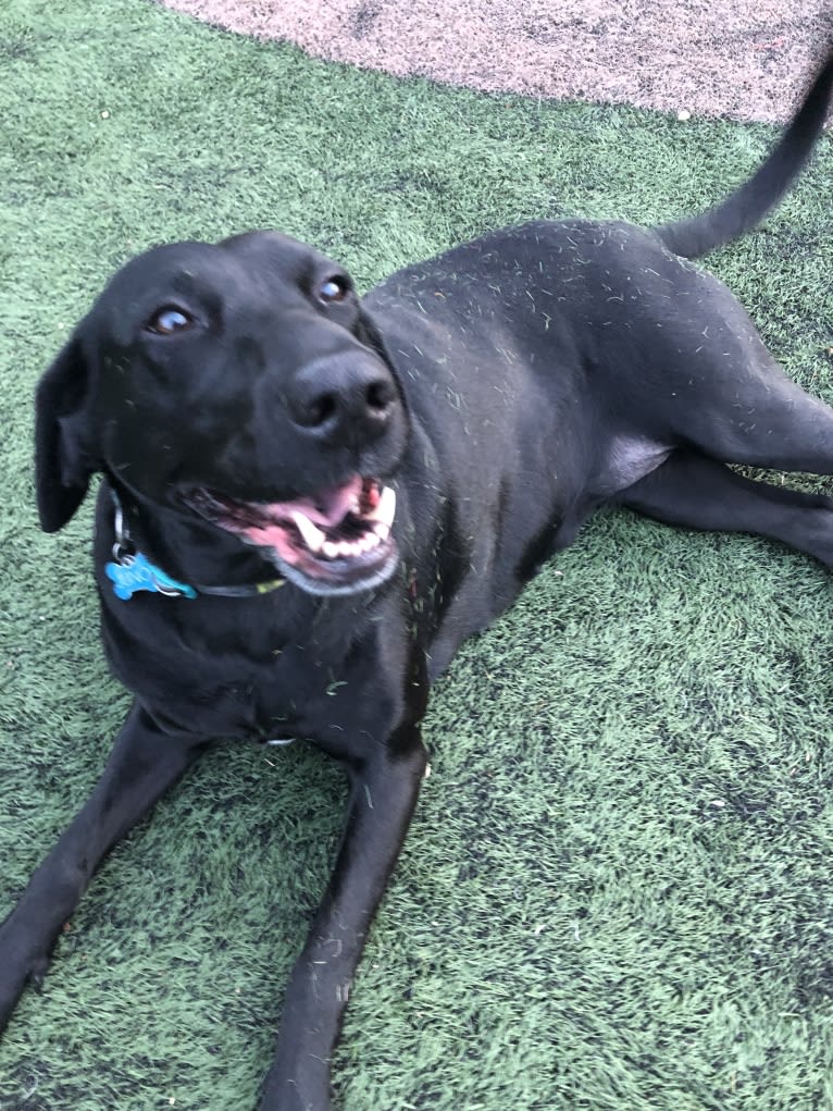 Juno, a Labrador Retriever and Mountain Cur mix tested with EmbarkVet.com