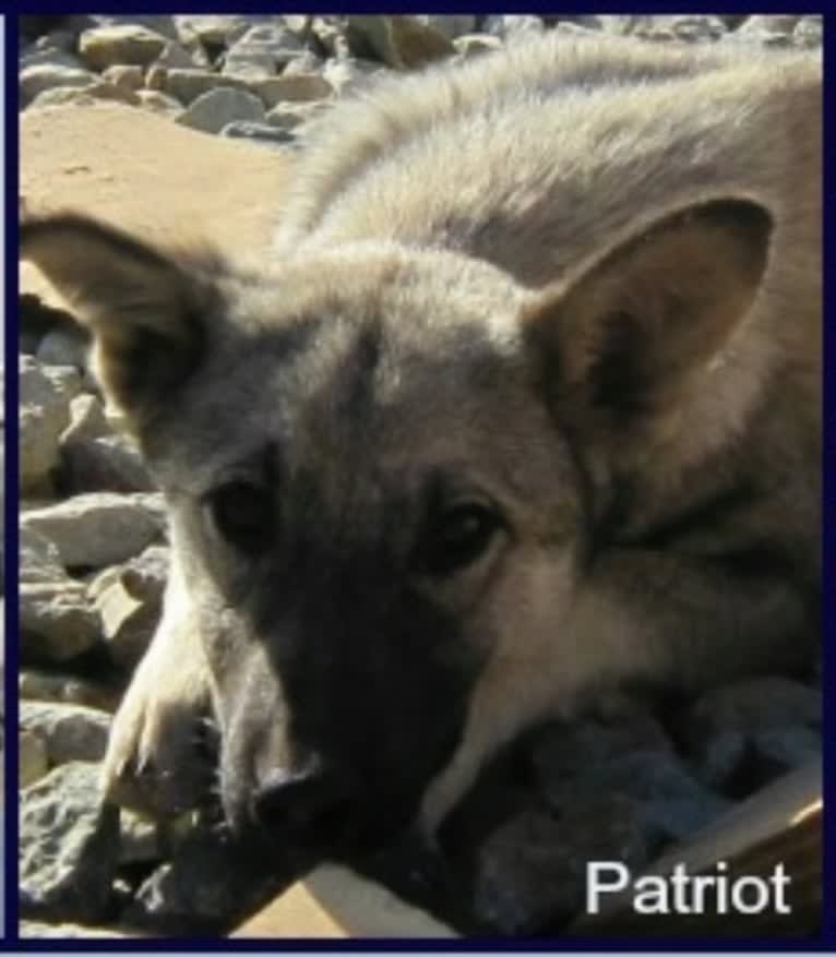 Patriot Hellfire, a Middle Eastern Village Dog tested with EmbarkVet.com