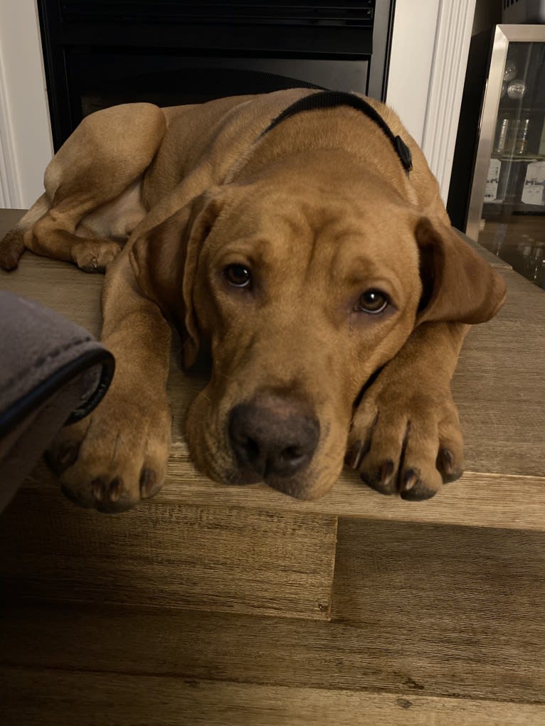 Murphy, a Pointer and Labrador Retriever mix tested with EmbarkVet.com