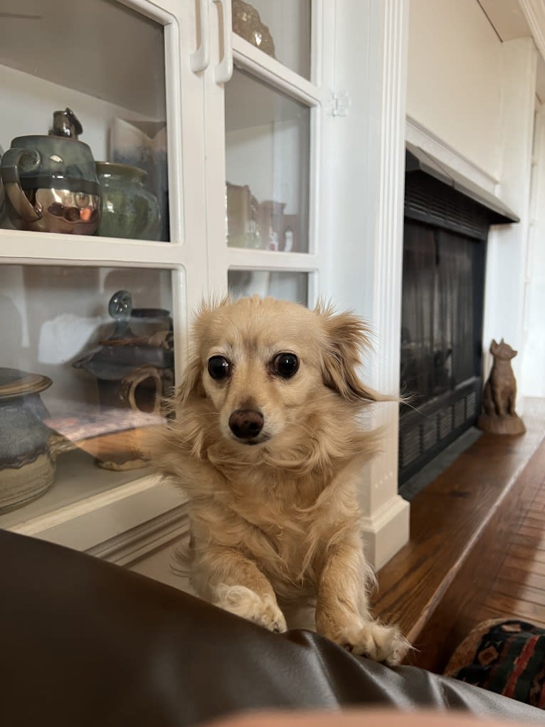 Rosie, a Poodle (Small) and Pomeranian mix tested with EmbarkVet.com