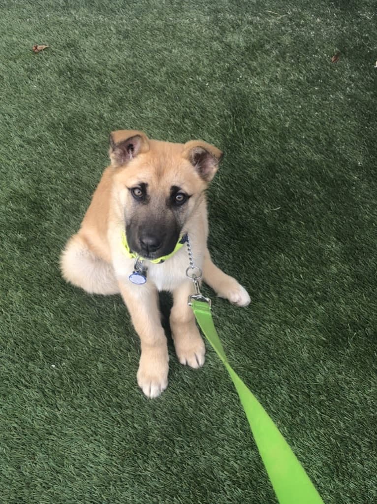 Enzo, a Siberian Husky and German Shepherd Dog mix tested with EmbarkVet.com