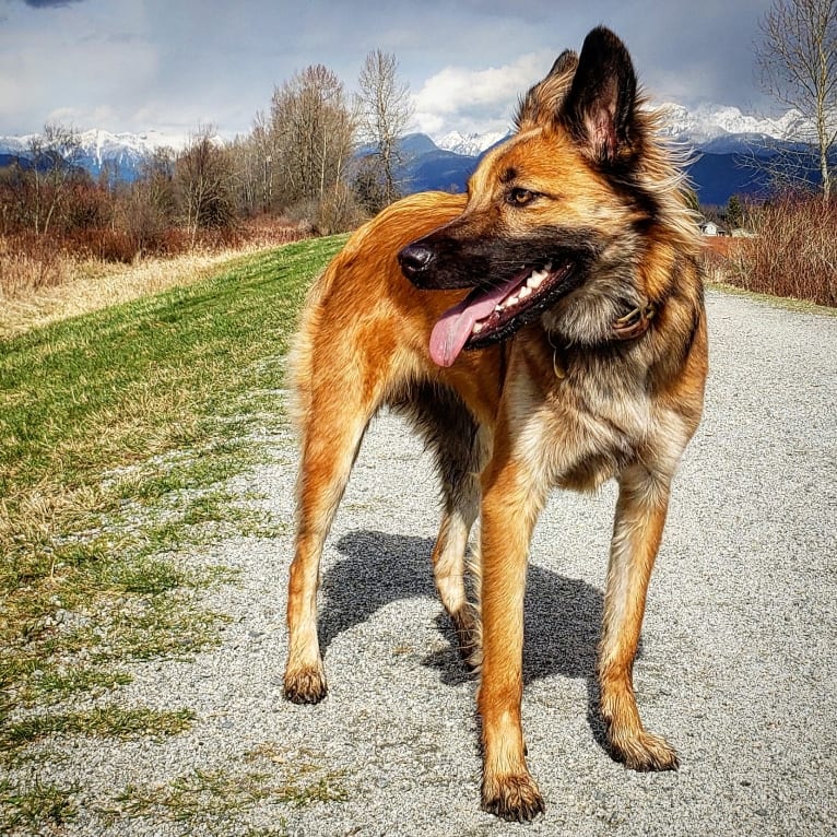 Photo of Lucy, a Formosan Mountain Dog  in Taiwan