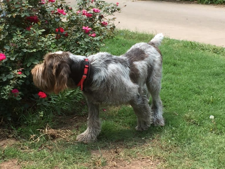 Bear, a Spinone Italiano tested with EmbarkVet.com