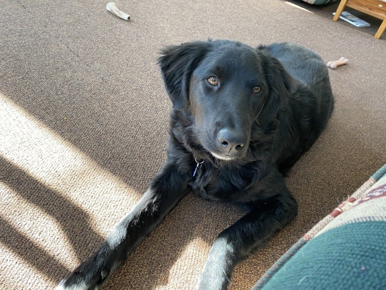 Care Bear Ross, a Labrador Retriever and Australian Cattle Dog mix tested with EmbarkVet.com