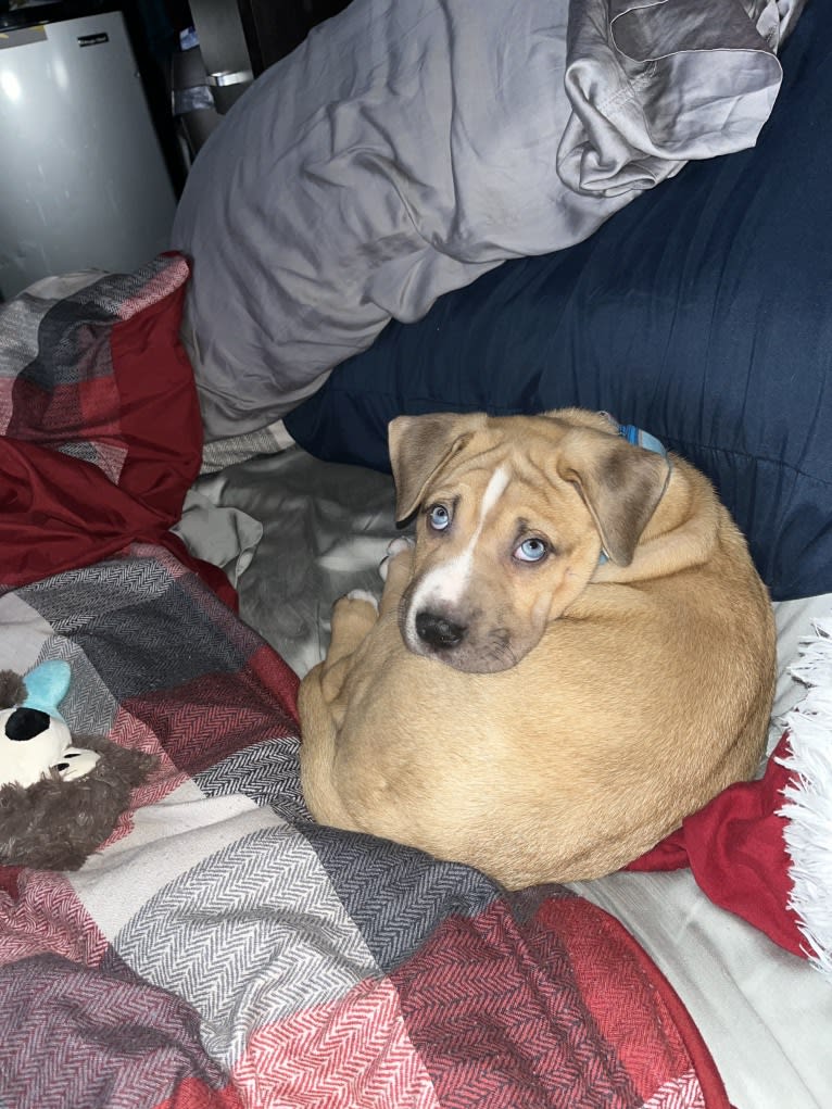 Turner, a Chow Chow and Catahoula Leopard Dog mix tested with EmbarkVet.com