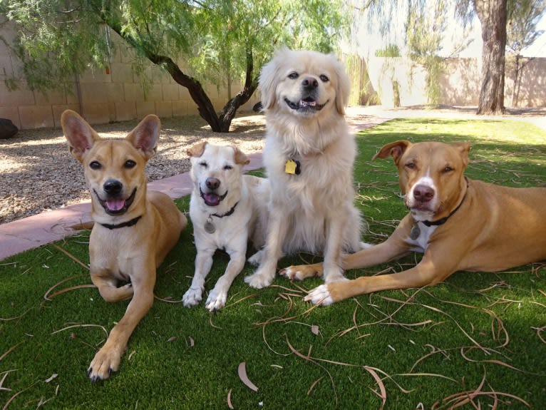 Bean, a Chow Chow and Chihuahua mix tested with EmbarkVet.com