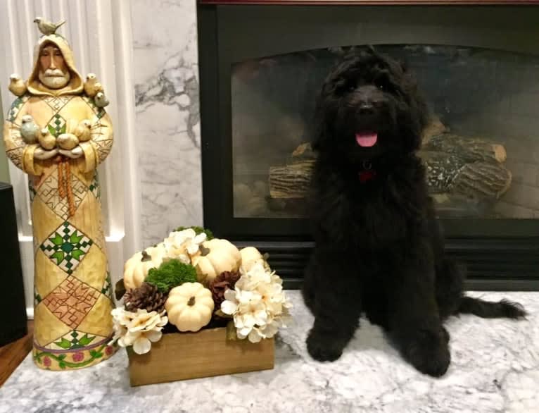 Jasper, a Goldendoodle tested with EmbarkVet.com