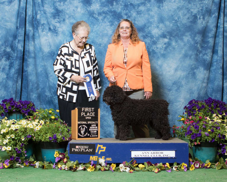 Vitsi, a Spanish Water Dog tested with EmbarkVet.com