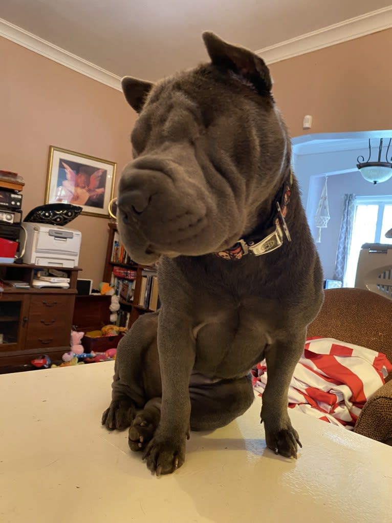 Pumpkin, a Chinese Shar-Pei tested with EmbarkVet.com