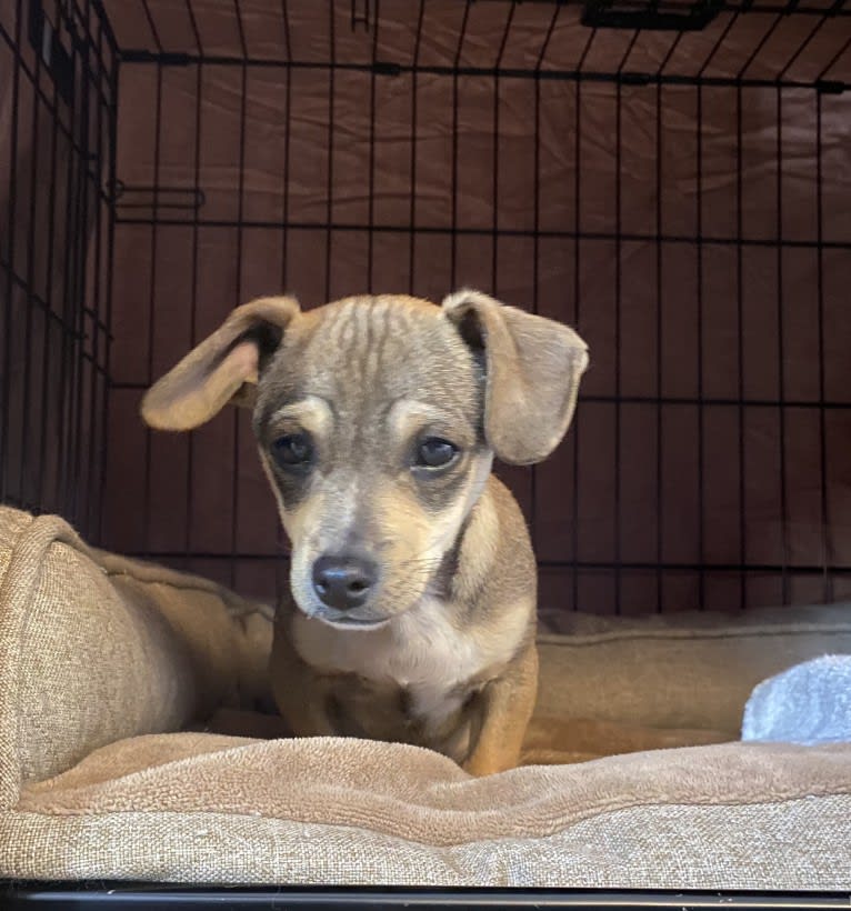Milo, a Chihuahua and Rat Terrier mix tested with EmbarkVet.com