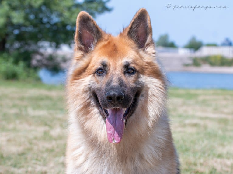 IROH, a German Shepherd Dog tested with EmbarkVet.com