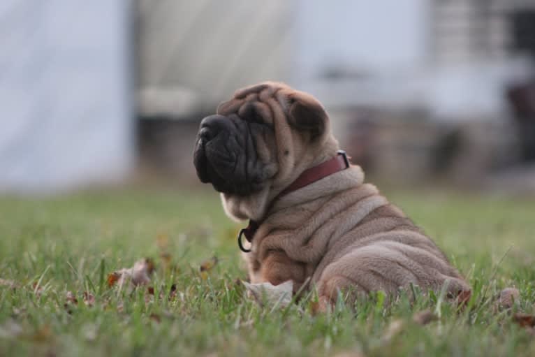 Teddy, a Chinese Shar-Pei tested with EmbarkVet.com