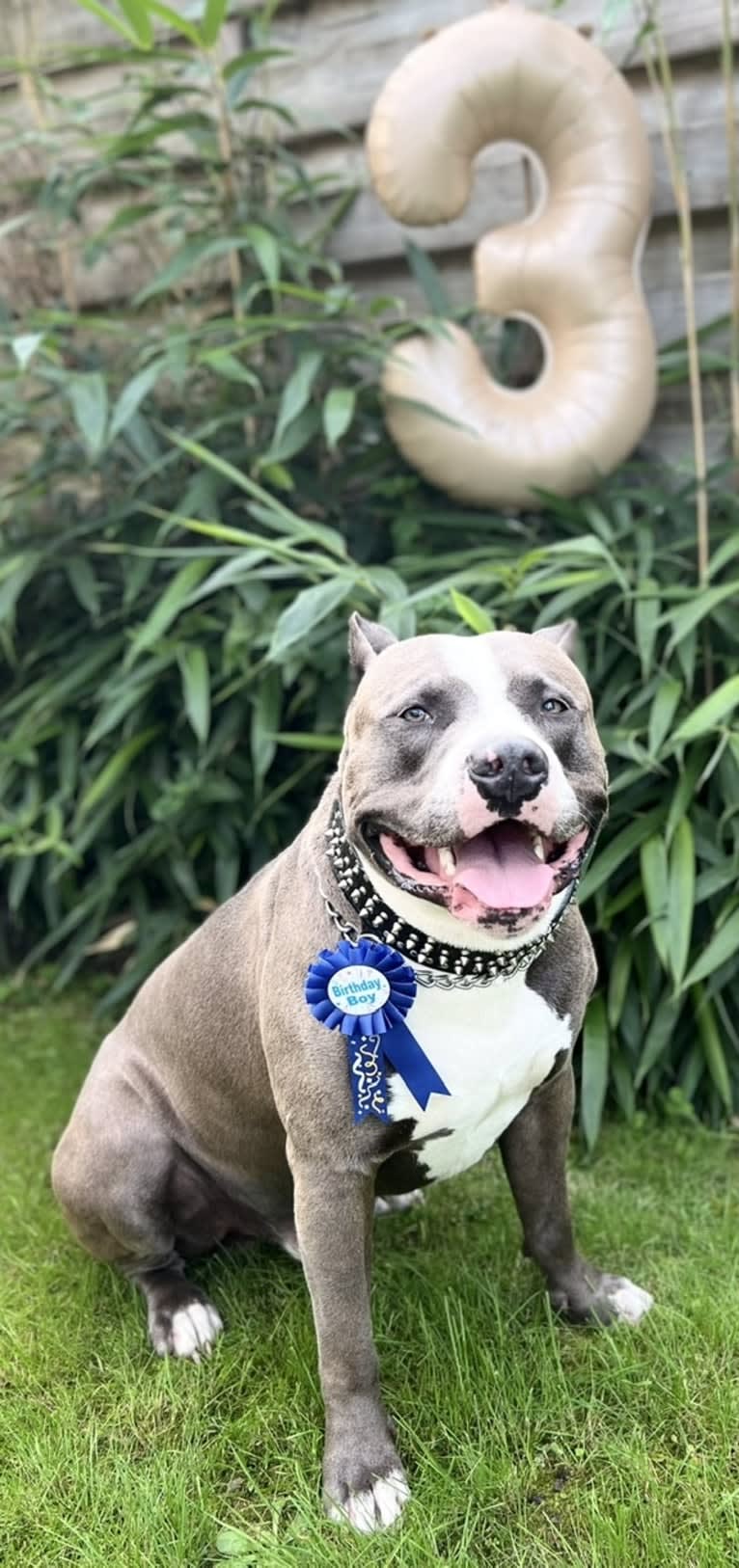 Halo, an American Bully tested with EmbarkVet.com