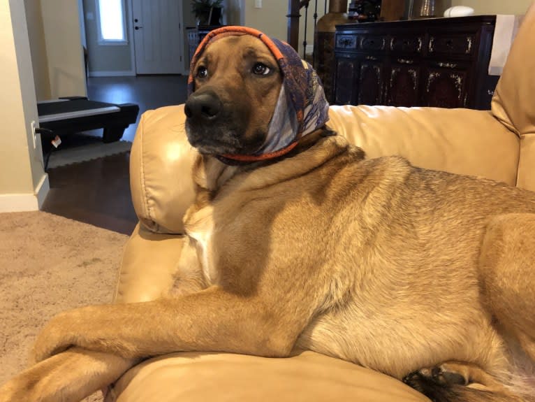 Sansa, a Labrador Retriever and German Shepherd Dog mix tested with EmbarkVet.com