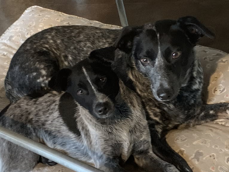 Sophie, an Australian Cattle Dog and Dachshund mix tested with EmbarkVet.com