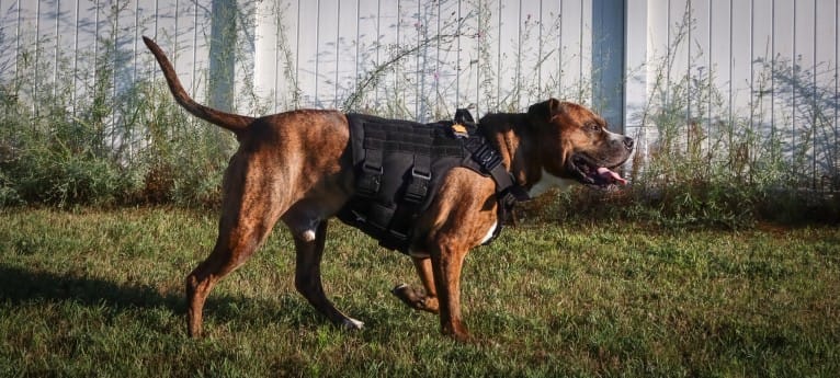 Loki, an American Pit Bull Terrier (4.7% unresolved) tested with EmbarkVet.com
