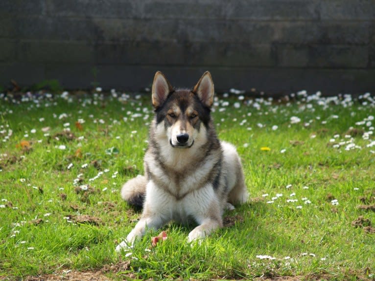 Kalen, a German Shepherd Dog and Siberian Husky mix tested with EmbarkVet.com