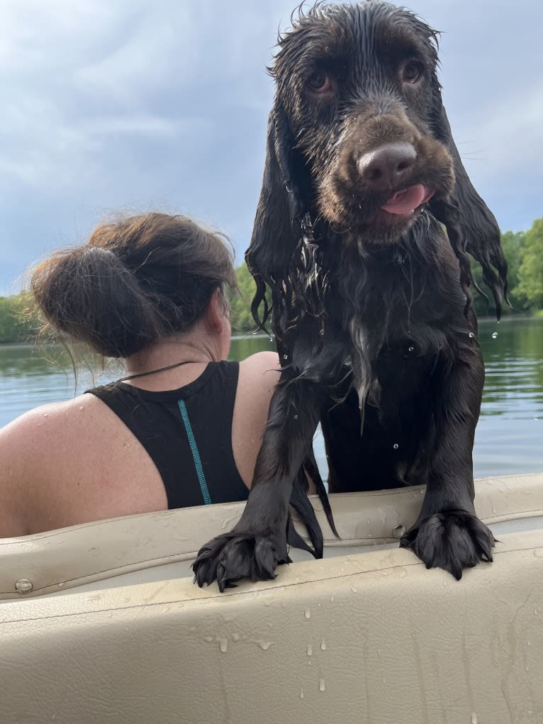 Fig, a Field Spaniel tested with EmbarkVet.com