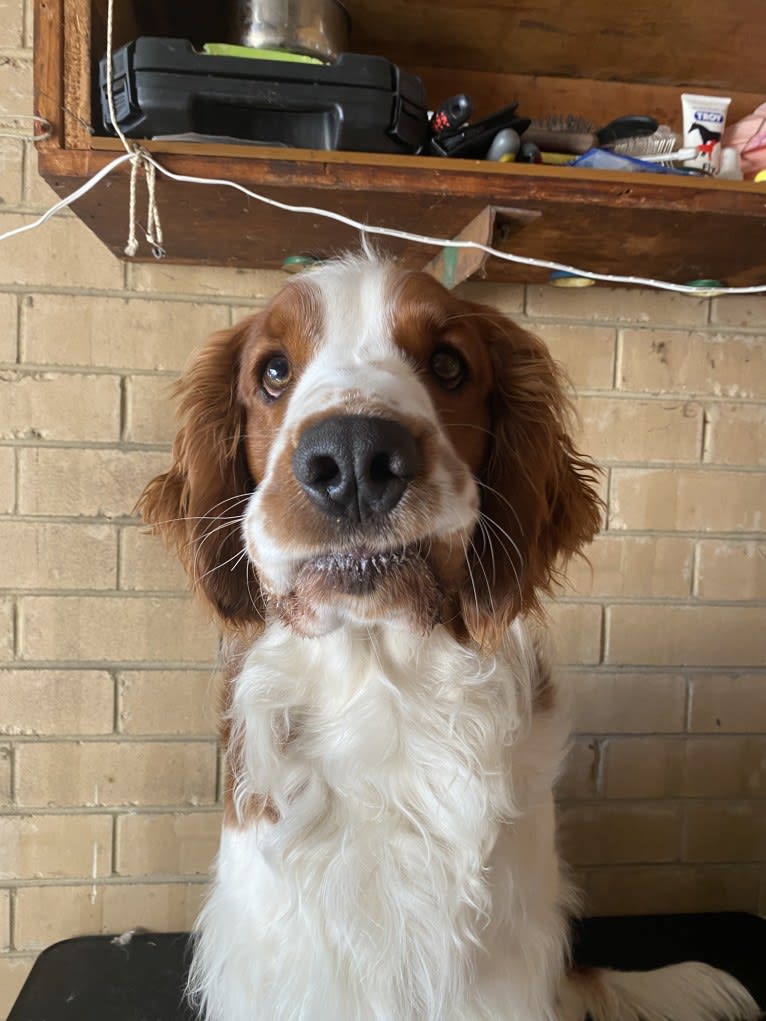 Tazlon Prime Time (Thorn), a Welsh Springer Spaniel tested with EmbarkVet.com