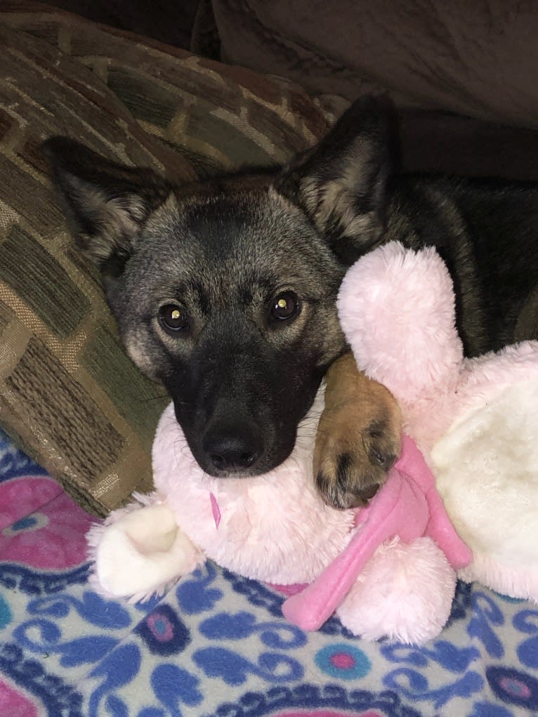 Kiya, a Norwegian Elkhound and Australian Shepherd mix tested with EmbarkVet.com