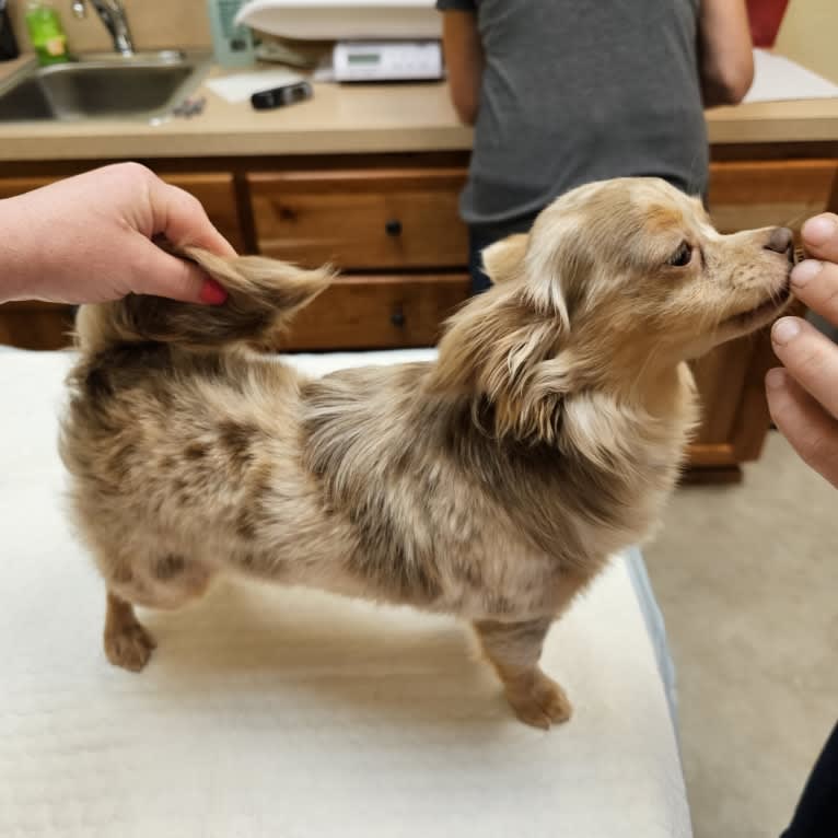 Luella, a Chihuahua tested with EmbarkVet.com