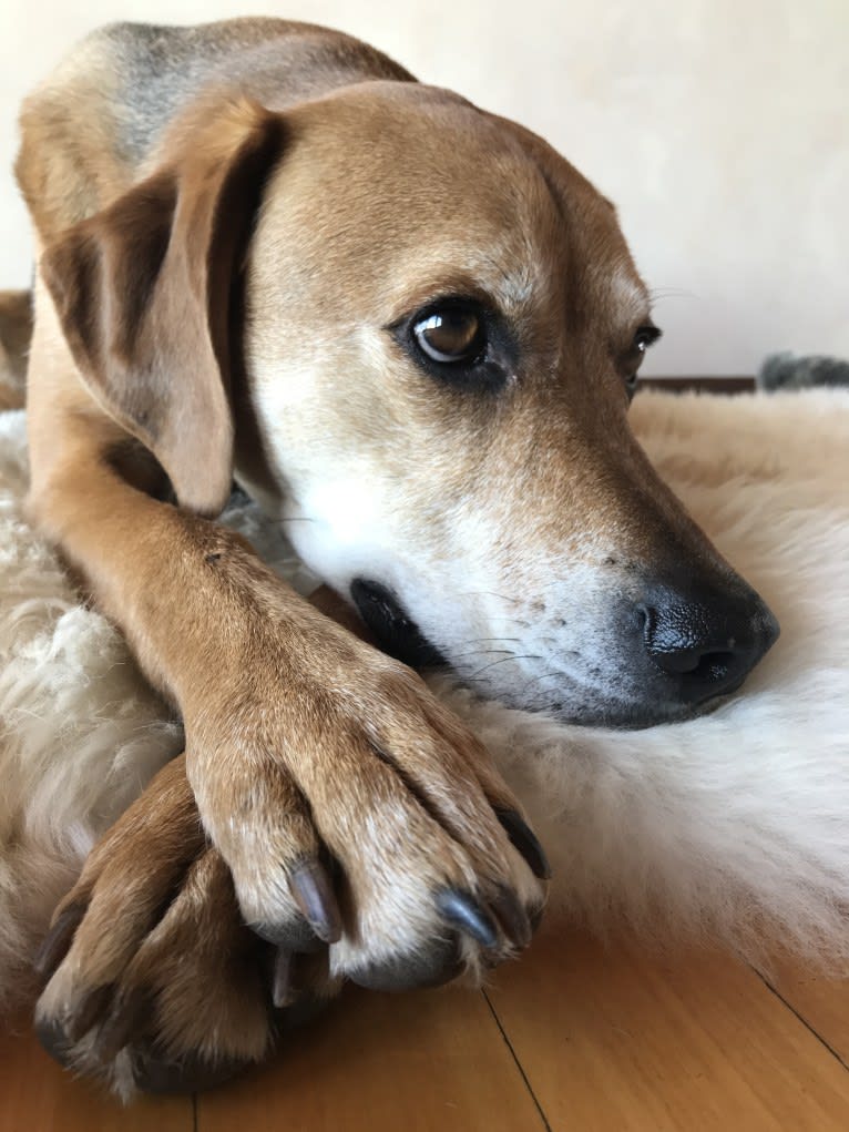 Charlie, an American Foxhound and Mountain Cur mix tested with EmbarkVet.com