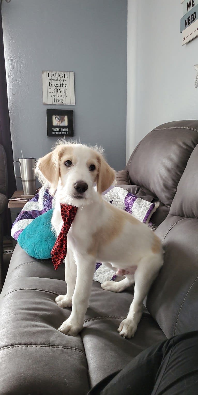 Amaretto, a Great Pyrenees and Poodle (Standard) mix tested with EmbarkVet.com