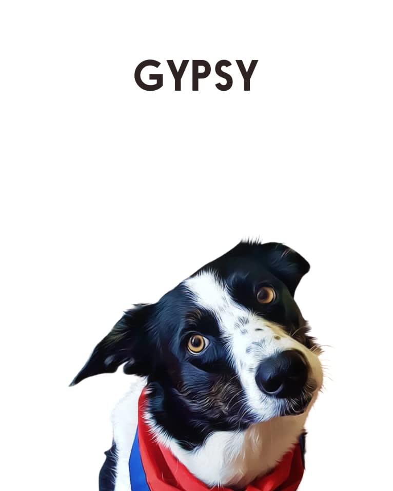 Gypsy, a Border Collie tested with EmbarkVet.com