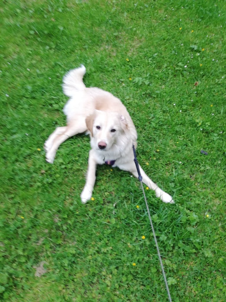 Olive, an Eastern European Village Dog tested with EmbarkVet.com