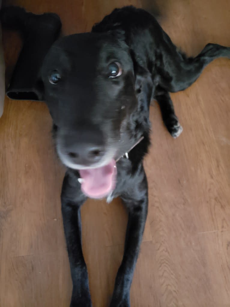 Bentley, a Labrador Retriever and Siberian Husky mix tested with EmbarkVet.com