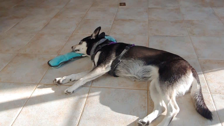 Kaylee, a Siberian Husky and American Pit Bull Terrier mix tested with EmbarkVet.com