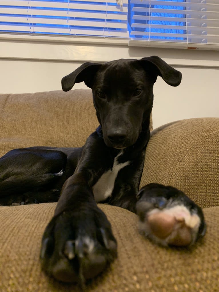 James, a Mountain Cur and American Pit Bull Terrier mix tested with EmbarkVet.com