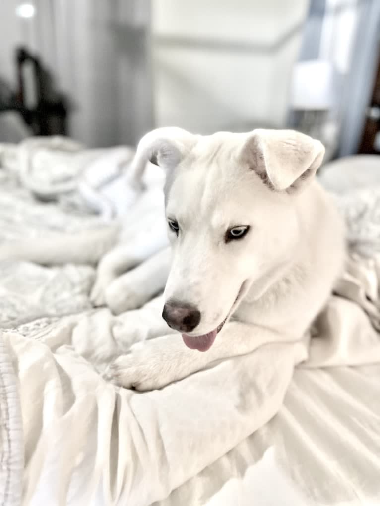 Dash, a Siberian Husky and German Shepherd Dog mix tested with EmbarkVet.com