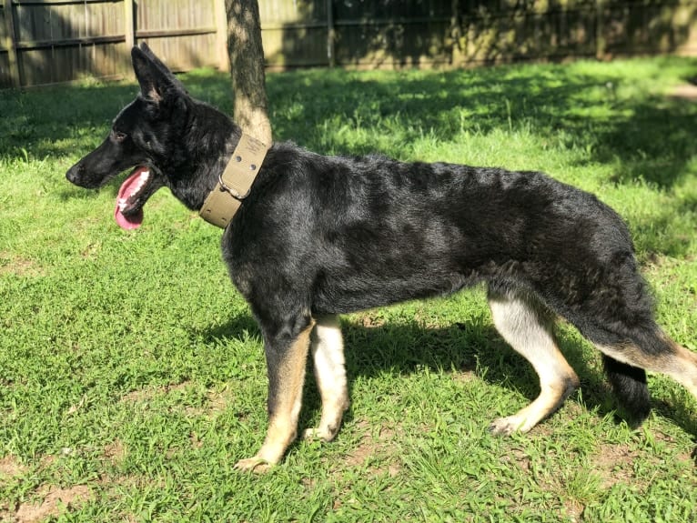 Kojak, a German Shepherd Dog tested with EmbarkVet.com