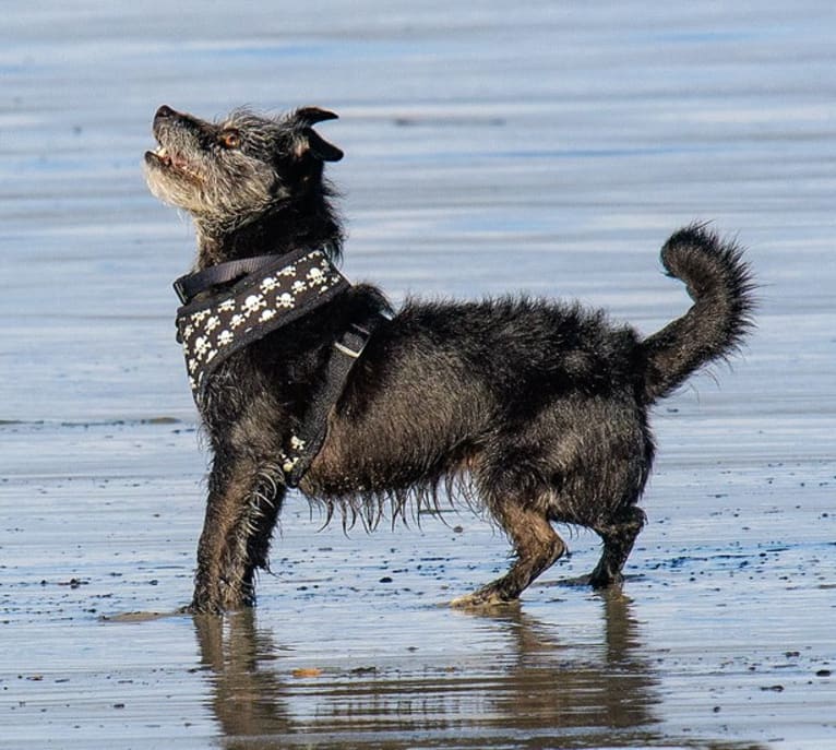 Scruffy, a Poodle (Small) and Chihuahua mix tested with EmbarkVet.com