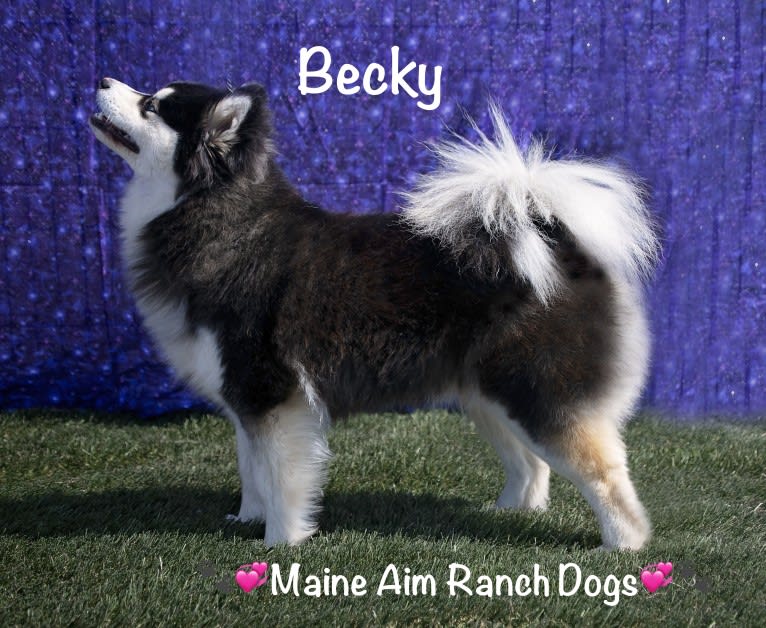 Becky, a Siberian Husky and Pomeranian mix tested with EmbarkVet.com