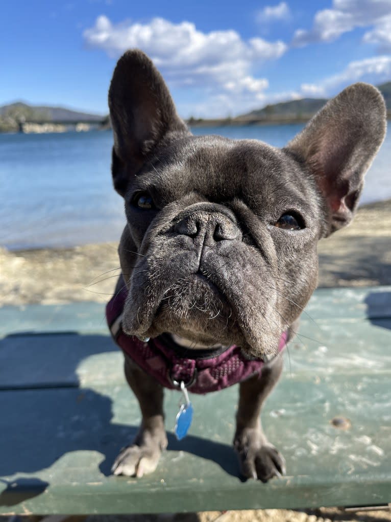 Gianna, a French Bulldog tested with EmbarkVet.com