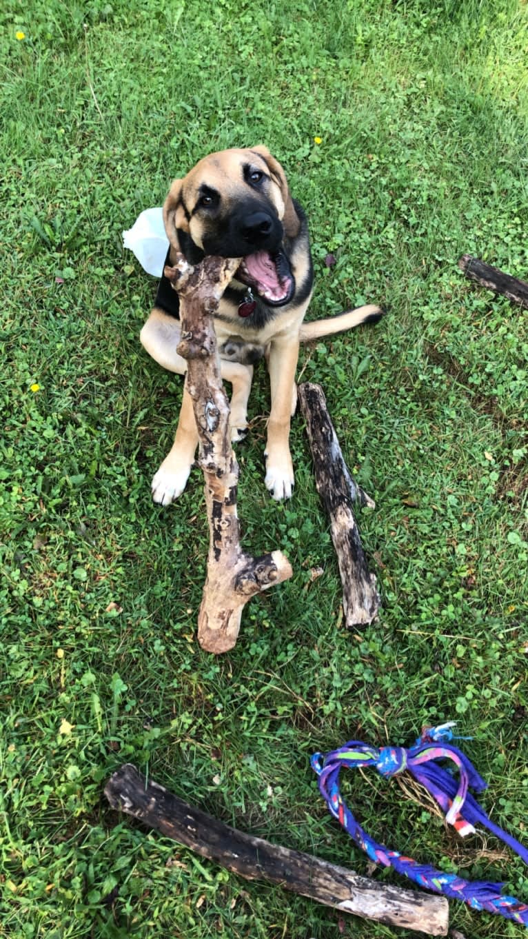 Oak, a Bloodhound and Mastiff mix tested with EmbarkVet.com