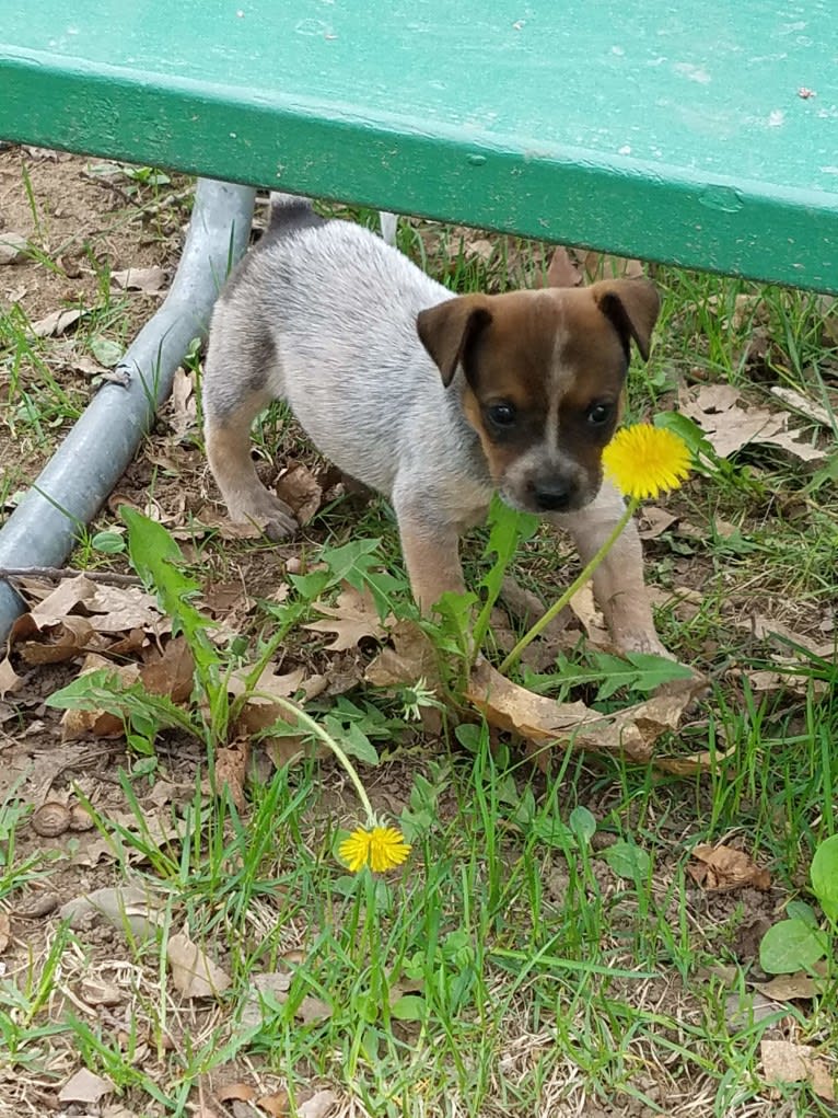 Tulsa Bleu, an Australian Cattle Dog and American Pit Bull Terrier mix tested with EmbarkVet.com