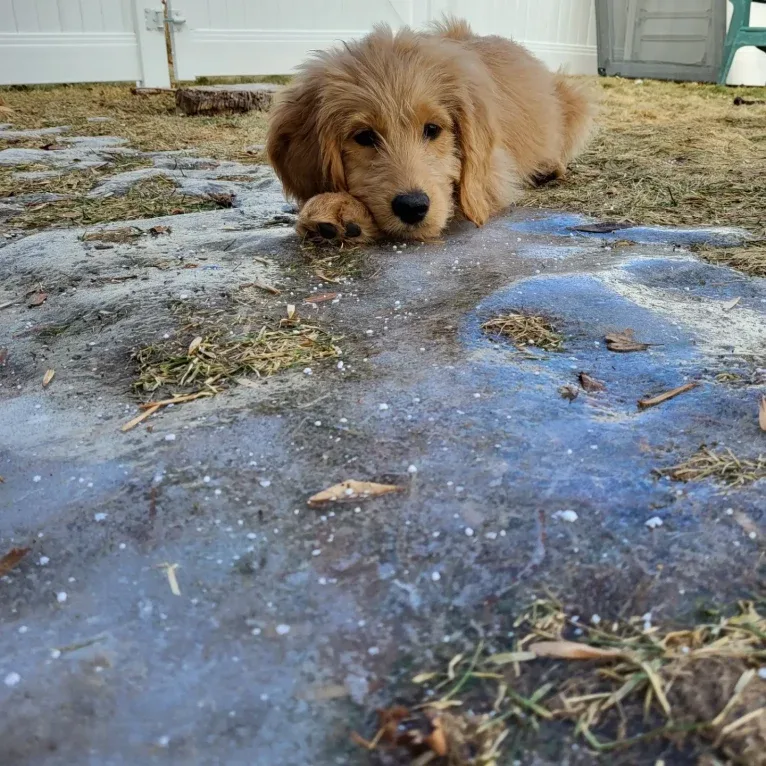 Tobias Lincoln, a Goldendoodle tested with EmbarkVet.com