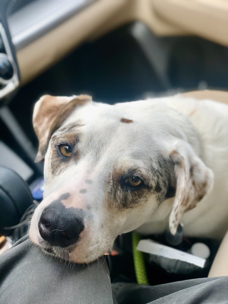 Picnic, an Australian Cattle Dog and Australian Shepherd mix tested with EmbarkVet.com