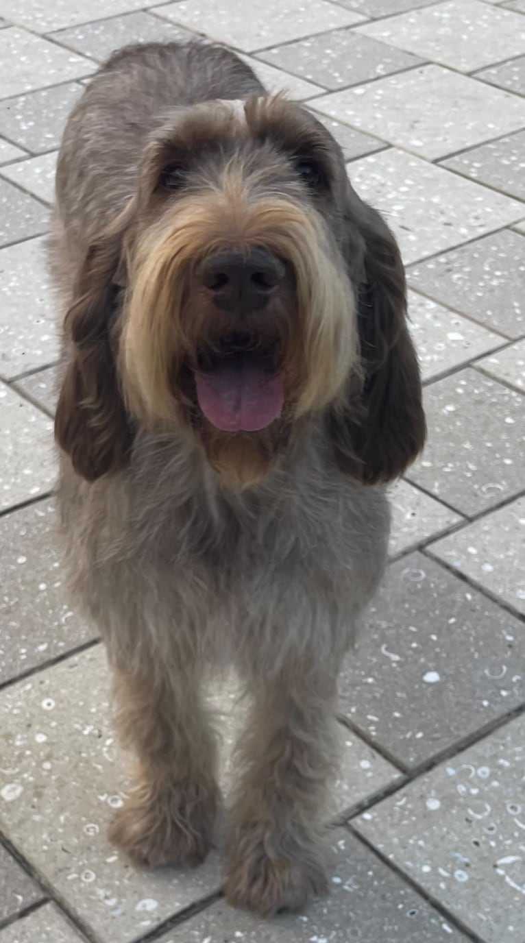 Gia, a Spinone Italiano tested with EmbarkVet.com