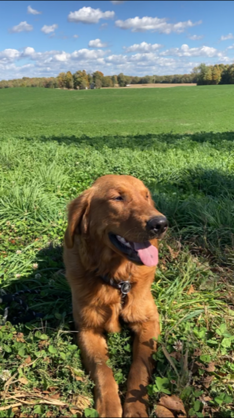 Yooper, a Golden Retriever tested with EmbarkVet.com