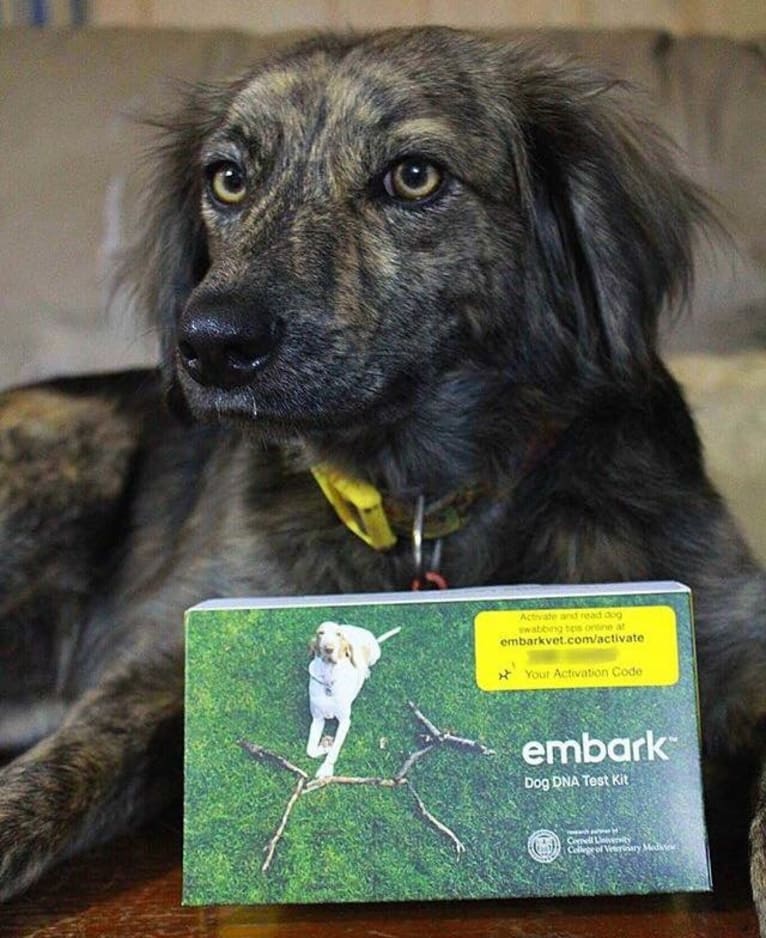 Mama dáy, a Plott and Border Collie mix tested with EmbarkVet.com